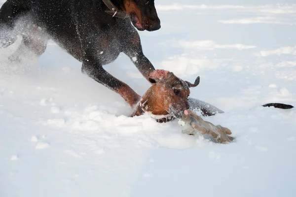 Zwart en bruin jong doberman en teckel spelen met een speelgoed in diepe sneeuw in een veld — Stockfoto