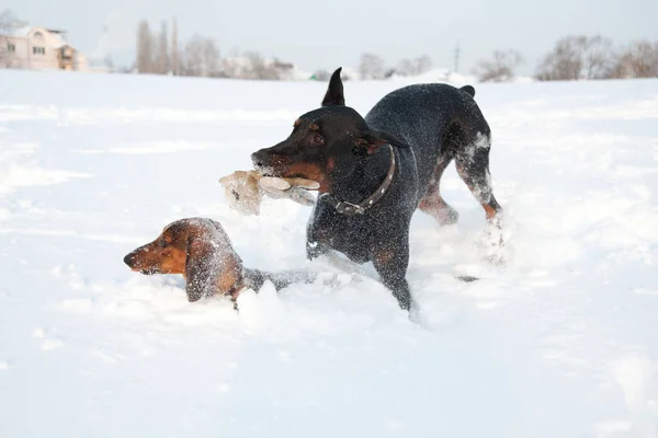 Zwart en bruin jong doberman en teckel spelen met een speelgoed in diepe sneeuw in een veld — Stockfoto