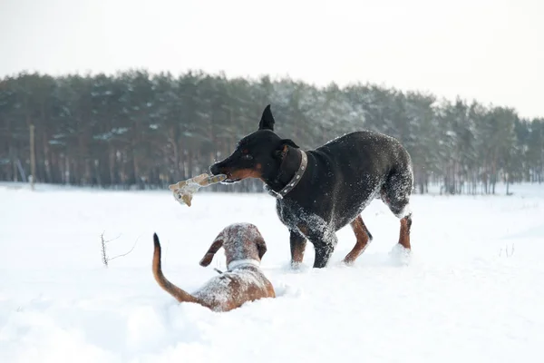 Черный и загорелый молодой доберман и такса играют с игрушкой в глубоком снегу в поле — стоковое фото