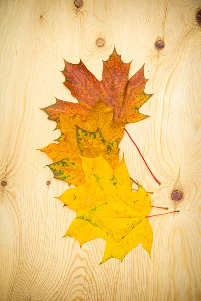 Couleur feuilles d'automne sur un fond en bois — Photo