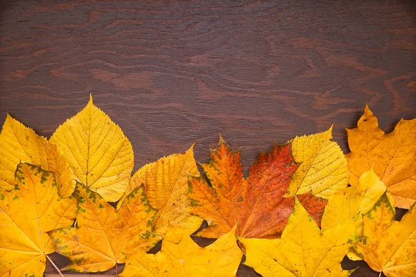 Colour autumn leaves on a dark wooden background — Stock fotografie
