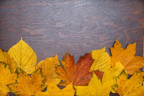 Colour autumn leaves on a dark wooden background — Stock fotografie