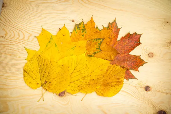 Barevné podzimní listy na dřevěném pozadí — Stock fotografie