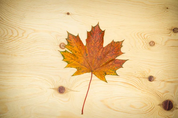 One maple leaf on a wooden background — Stock fotografie