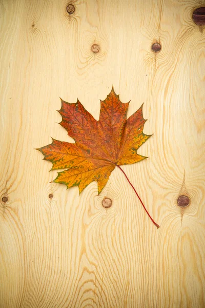 One maple leaf on a wooden background — Stock fotografie