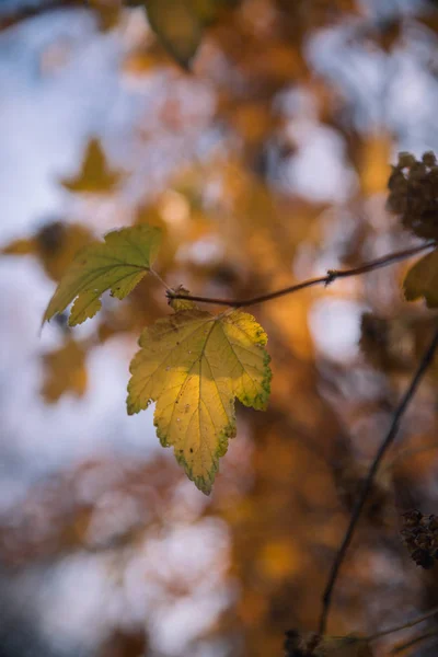 阳光灿烂的日子，公园里的树上长满了五颜六色的秋叶 — 图库照片