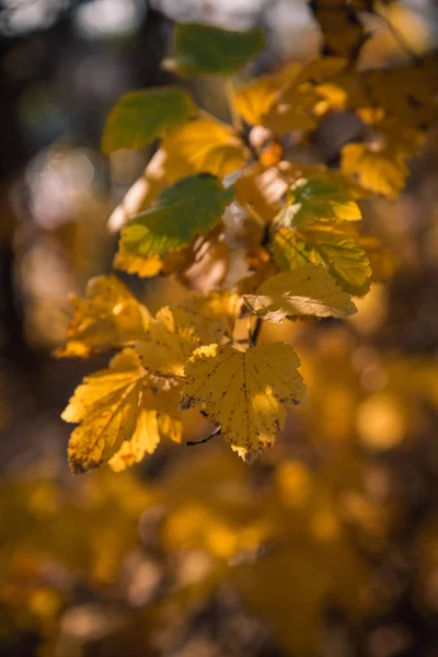 阳光灿烂的日子，公园里的树上长满了五颜六色的秋叶 — 图库照片