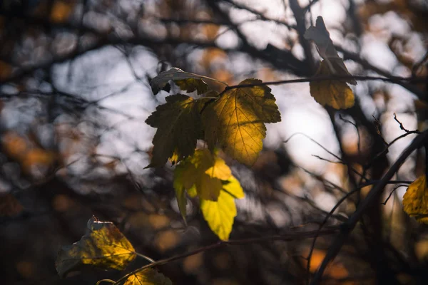 Folhas de outono coloridas em árvores em um parque em um dia ensolarado — Fotografia de Stock