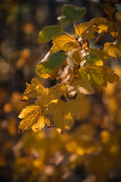 Folhas de outono coloridas em árvores em um parque em um dia ensolarado — Fotografia de Stock