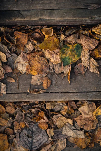 Marches vintage en bois recouvertes de feuillage d'automne flétri — Photo