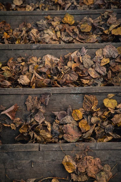 Passos vintage de madeira cobertos com folhagem de queda murcha — Fotografia de Stock