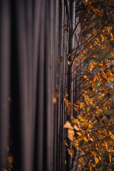 Feuilles d'automne brillantes poussent à travers la clôture — Photo