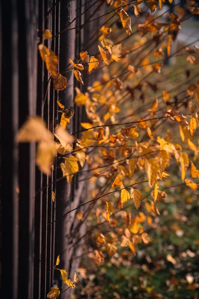 Folhas de outono brilhantes crescem através da cerca — Fotografia de Stock