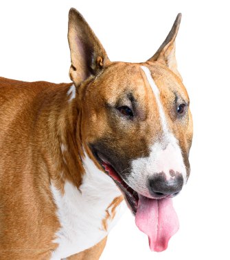 Bull Terrier beyaz arka planda izole
