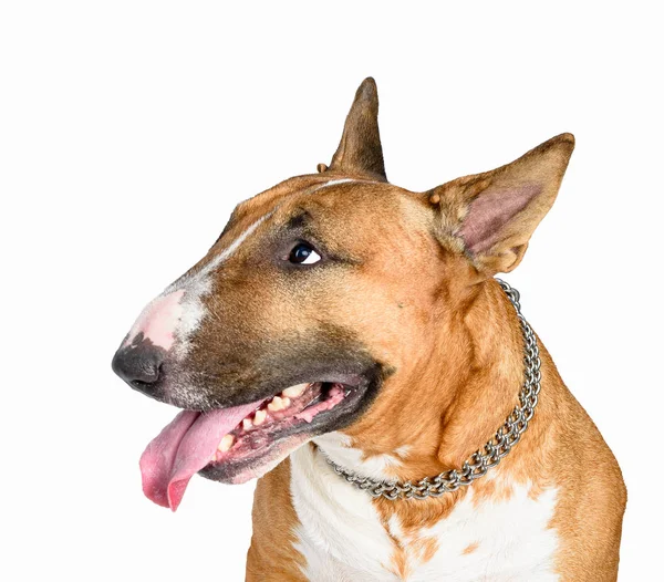 Bull Terrier Geïsoleerd Witte Achtergrond — Stockfoto