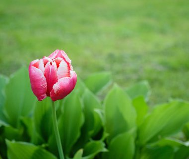yeşil bitki örtüsünün arka planda yalnız kırmızı Lale
