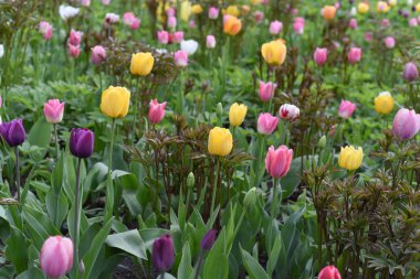 Büyük bir çiçek yatağında farklı tip ve renklerde laleler