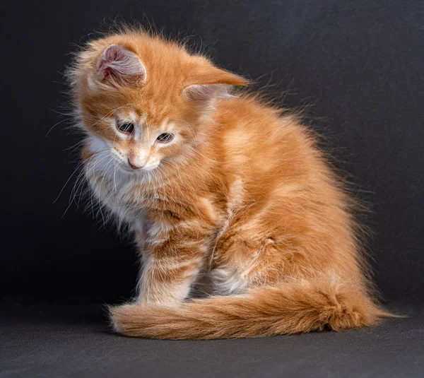 Kitten Maine Coon Color Rojo Con Blanco Aislado Sobre Fondo —  Fotos de Stock