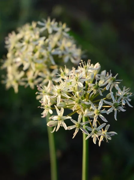 Fiore Cipolla Bianca Selvatica — Foto Stock