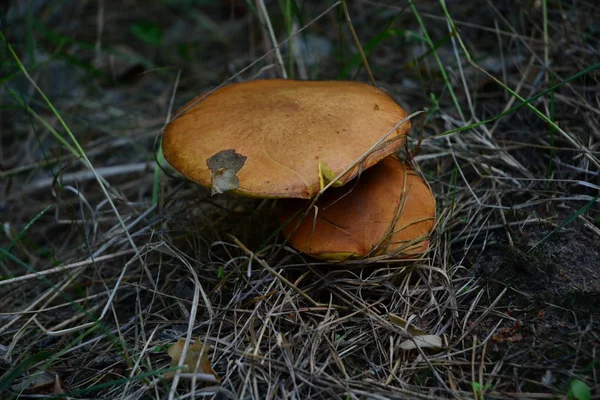 Mushrooms Forest — Stock Photo, Image