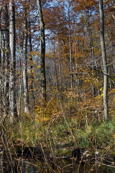 Осінні Кольори Лісі Індіана Дюни State Park Штат Індіана Сша — стокове фото