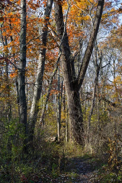 树林里的秋色 印第安纳沙丘州立公园 印第安纳州 犹他州 — 图库照片