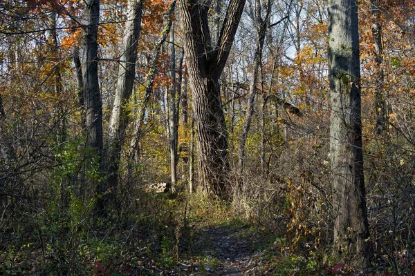 Осінні Кольори Лісі Індіана Дюни State Park Штат Індіана Сша — стокове фото