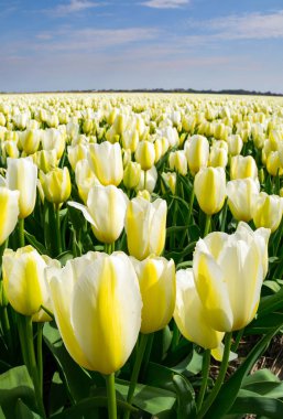 Güzel bir bahar öğleden sonra lale alanların. Hollanda / Hollanda