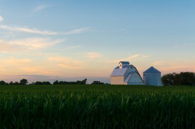 Günbatımı ile Mısır Tarlası ve beyaz arka plan ahırda. LaSalle County, Illinois, ABD