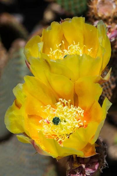 The blooming yellow flower on the cacti in the Southern Californian desert.