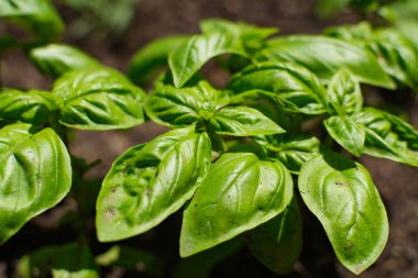 Taze fesleğen bahçede büyüyen.