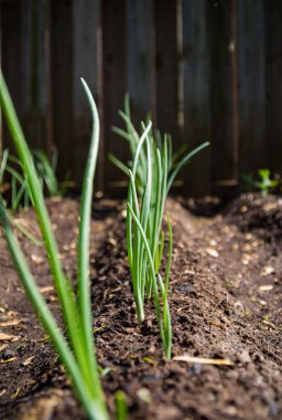 Arka bahçe büyüyen kırmızı soğan.