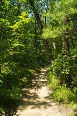 Kir yolu bir Midwest yaz öğleden sonra ormanın içinden. Aç Rock State Park, Illinois, ABD..