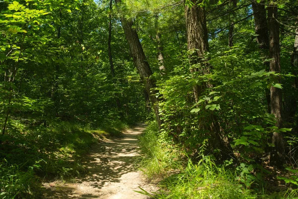 Kir yolu bir Midwest yaz öğleden sonra ormanın içinden. Aç Rock State Park, Illinois, ABD..