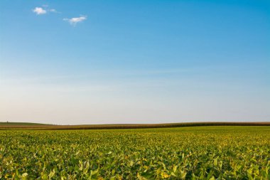 Öğleden sonra ışık Illinois kırsal üzerinde parlayan.