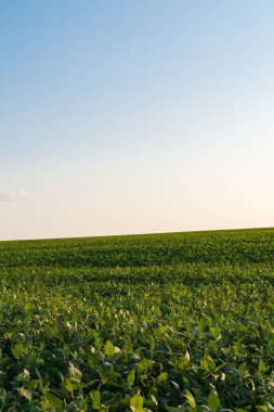 Öğleden sonra ışık Illinois kırsal üzerinde parlayan.