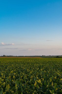 Öğleden sonra ışık Illinois kırsal üzerinde parlayan.