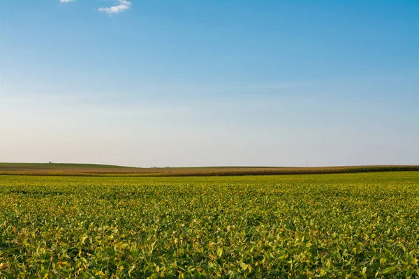 Luz Tarde Brillando Campo Illinois — Foto de Stock