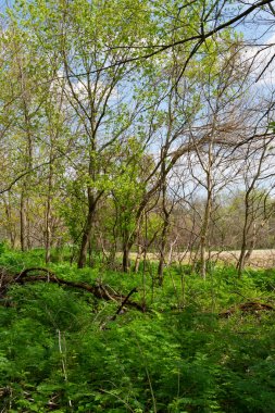 Johnson Sauk State Park'ta Bahar