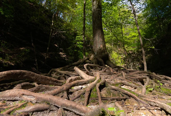 Baumwurzeln — Stockfoto