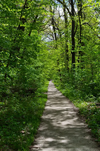 Gångväg genom skogen — Stockfoto