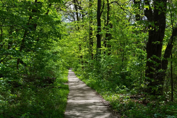 Caminhada através da floresta — Fotografia de Stock