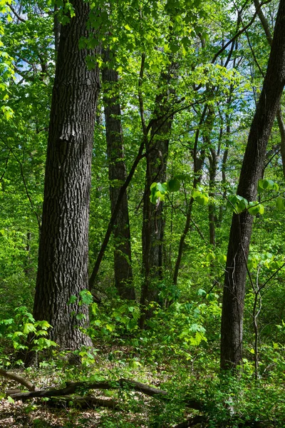 Våren blad — Stockfoto