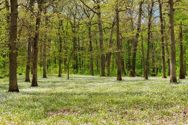 Campo aberto na floresta — Fotografia de Stock