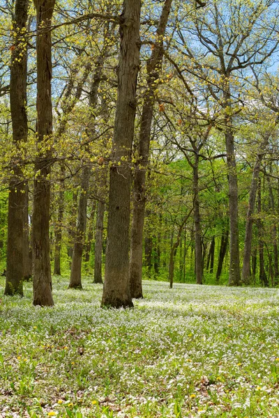 Open field in the woods — Stock Photo, Image