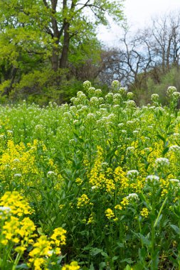 Bahar kır çiçekleri