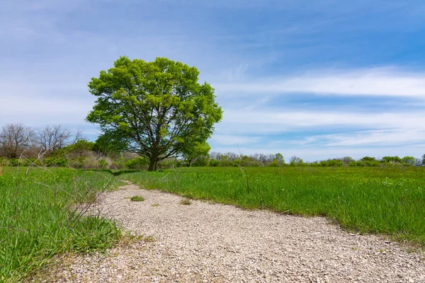 Single tree and path — Stock Photo, Image