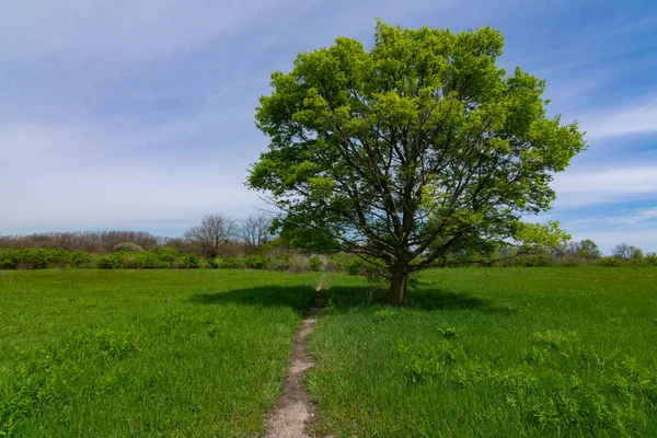 Single tree and path — Stock Photo, Image