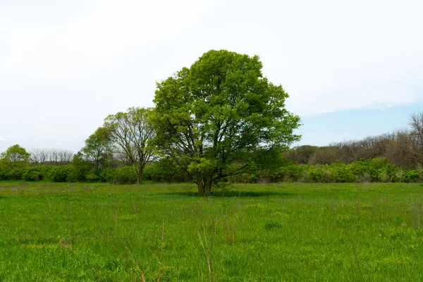 Tree in the field — Stock Photo, Image