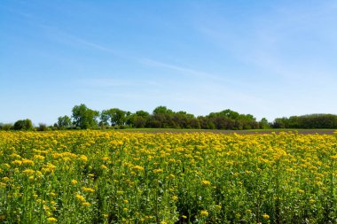 Balsam Ragwort